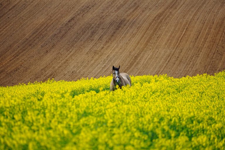 Zaczynając zajmować się zdrowe rośliny, musimy zapewnić im odpowiednie warunki.